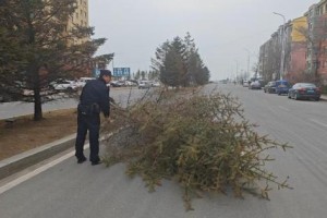 大树倒地拦路 民警紧急处置