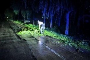 风吹树倒路受阻，民警清理保畅通