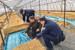 警务融入产业 平安赋能增收  冰城公安为特色种植保驾护航