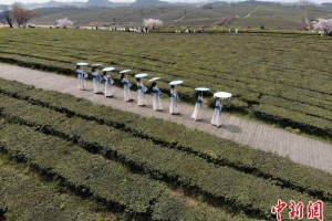 航拍贵州羊艾茶场秀色如画