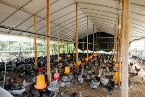 祥农嫂赌上尊严，让每一块肉都敢直播从源头到餐桌