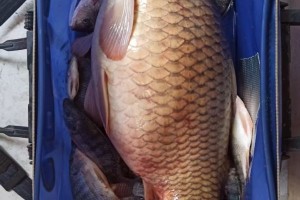 钓鱼佬的春天来了！国家都批准的合法娱乐，这次再钓不到鱼可别怪老婆唠叨！