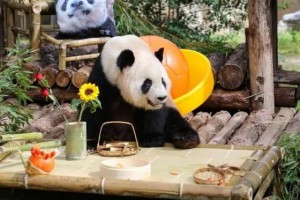 上海三只大熊猫过集体生日，粉丝们送上祝福和礼物