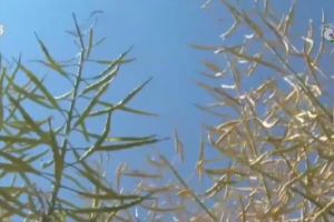 远程灌溉、AI专家答疑……“指尖上的春管”让会种田变“慧”种田