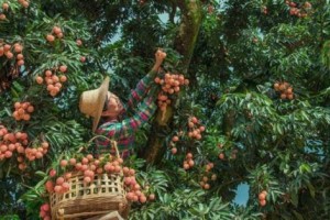 以新提质、强村富民！广东发展乡村特色产业促进富民兴村