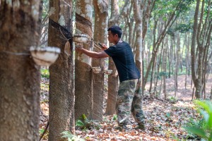 云南孟连30余万亩橡胶陆续开割