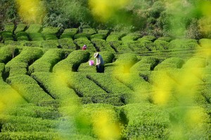 湖北秭归：清明时节茶飘香