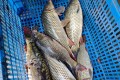 西部风老坛系列窝料如何玩转休闲黑坑