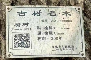 古榆树情思