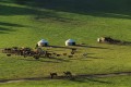 坝上乌兰布统萌趣游玩地，和矮马小鹿一起逛草原